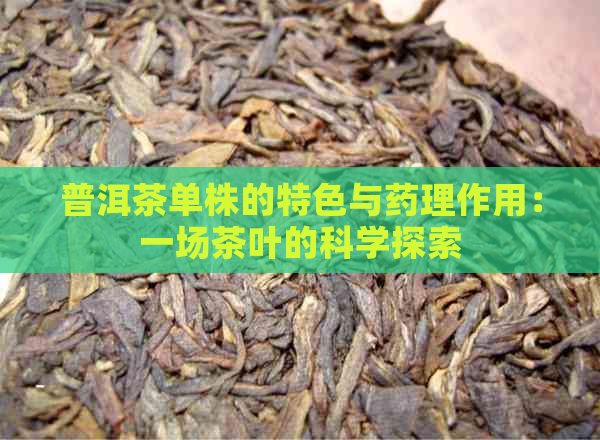 普洱茶单株的特色与药理作用：一场茶叶的科学探索