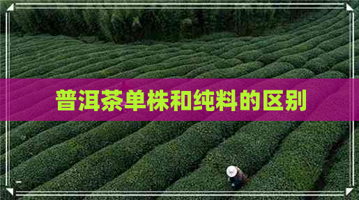 普洱茶单株和纯料的区别