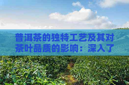 普洱茶的独特工艺及其对茶叶品质的影响：深入了解普洱茶的制作过程