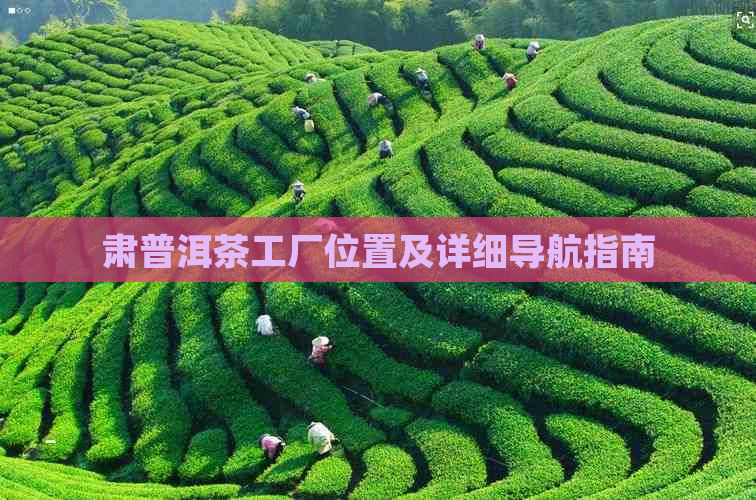 肃普洱茶工厂位置及详细导航指南