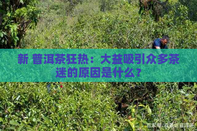 新 普洱茶狂热：大益吸引众多茶迷的原因是什么？