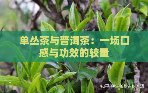 单丛茶与普洱茶：一场口感与功效的较量