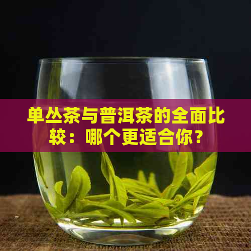 单丛茶与普洱茶的全面比较：哪个更适合你？