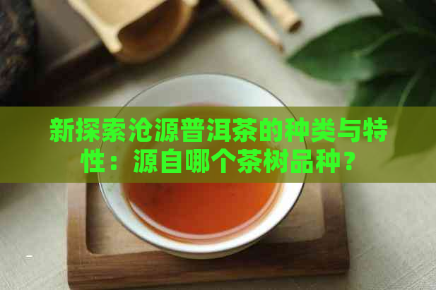 新探索沧源普洱茶的种类与特性：源自哪个茶树品种？