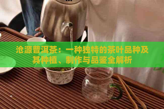 沧源普洱茶：一种独特的茶叶品种及其种植、制作与品鉴全解析