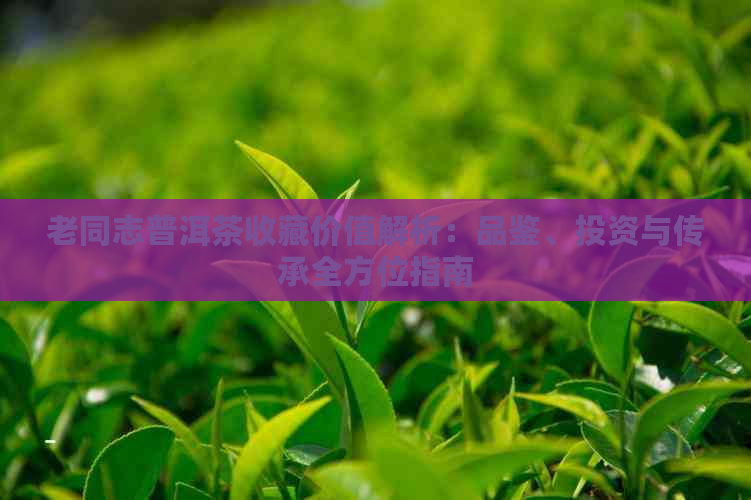 老同志普洱茶收藏价值解析：品鉴、投资与传承全方位指南