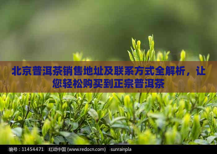 北京普洱茶销售地址及联系方式全解析，让您轻松购买到正宗普洱茶