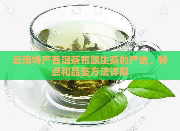 云南特产普洱茶布朗生茶的产地、特点和品鉴方法详解