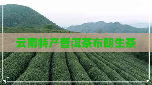 云南特产普洱茶布朗生茶