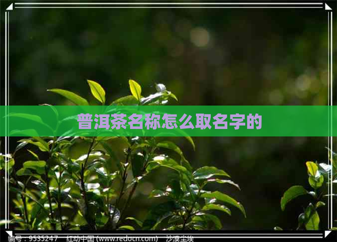 普洱茶名称怎么取名字的