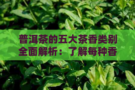 普洱茶的五大茶香类别全面解析：了解每种香气的特点与功效