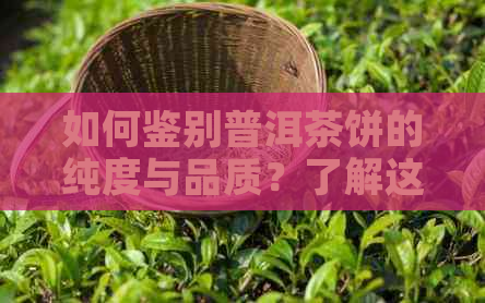 如何鉴别普洱茶饼的纯度与品质？了解这几个方面即可全面解决您的疑问