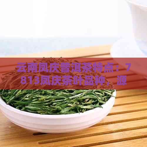 云南凤庆普洱茶特点：7813凤庆茶叶品种，源自茶厂的独特风味