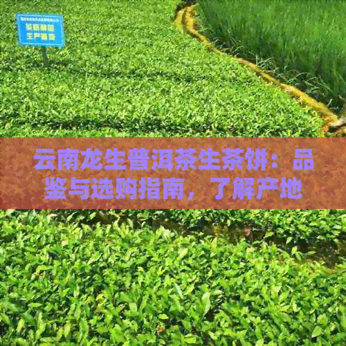 云南龙生普洱茶生茶饼：品鉴与选购指南，了解产地、工艺、口感与价值