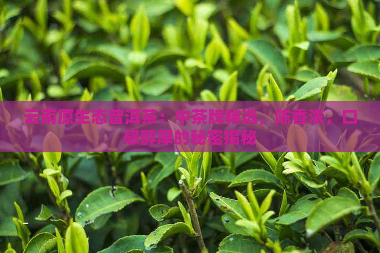 云南原生态普洱茶：中茶牌精选，陈香浓，口感醇厚的秘密揭秘