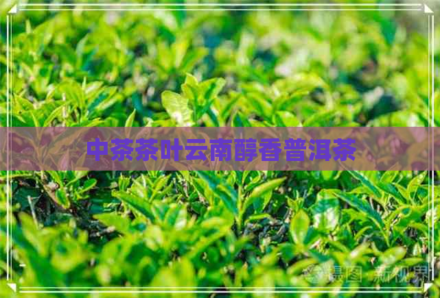 中茶茶叶云南醇香普洱茶