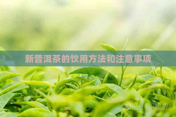 新普洱茶的饮用方法和注意事项