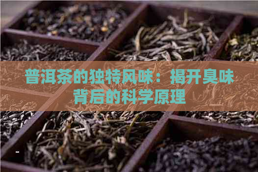 普洱茶的独特风味：揭开臭味背后的科学原理