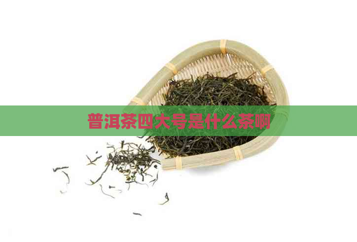 普洱茶四大号是什么茶啊