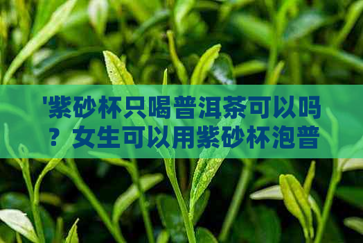 '紫砂杯只喝普洱茶可以吗？女生可以用紫砂杯泡普洱茶吗？'