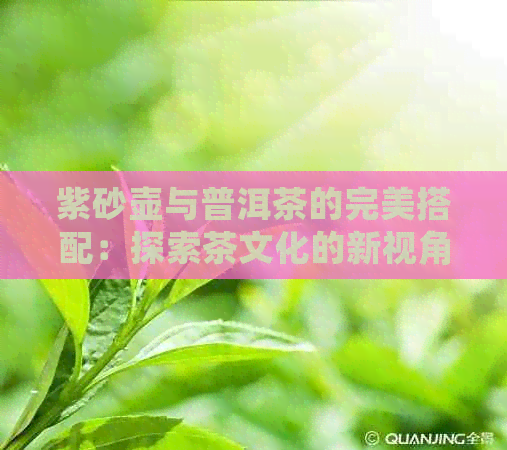 紫砂壶与普洱茶的完美搭配：探索茶文化的新视角