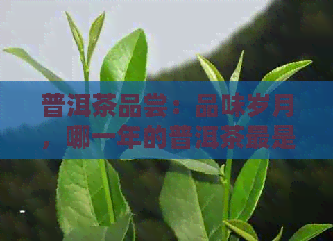 普洱茶品尝：品味岁月，哪一年的普洱茶最是你所爱？