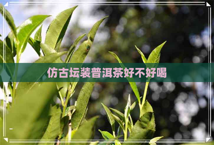 仿古坛装普洱茶好不好喝