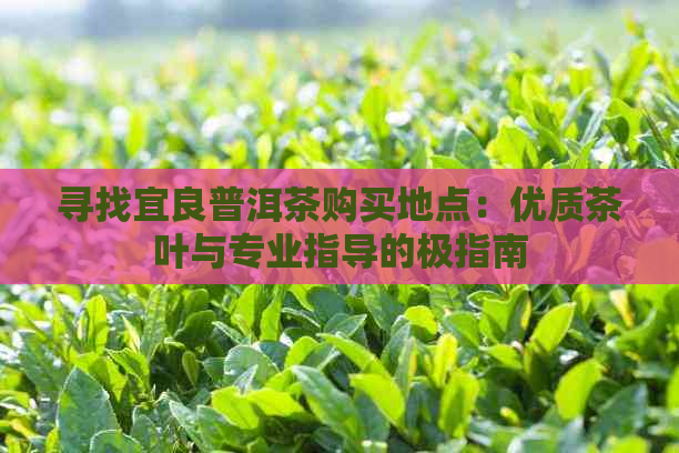 寻找宜良普洱茶购买地点：优质茶叶与专业指导的极指南