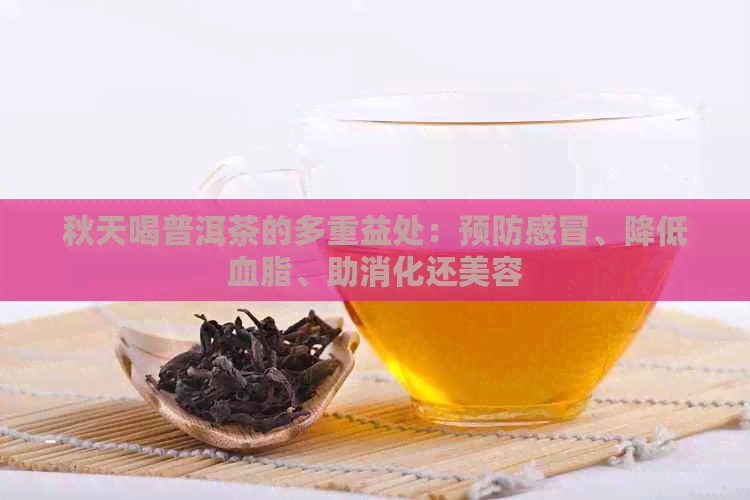 秋天喝普洱茶的多重益处：预防感冒、降低血脂、助消化还美容