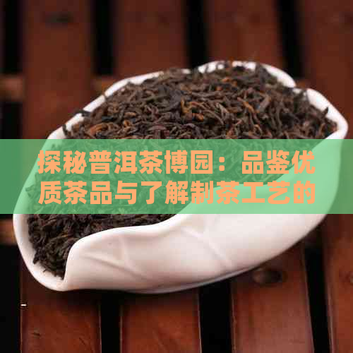 探秘普洱茶博园：品鉴优质茶品与了解制茶工艺的全方位体验