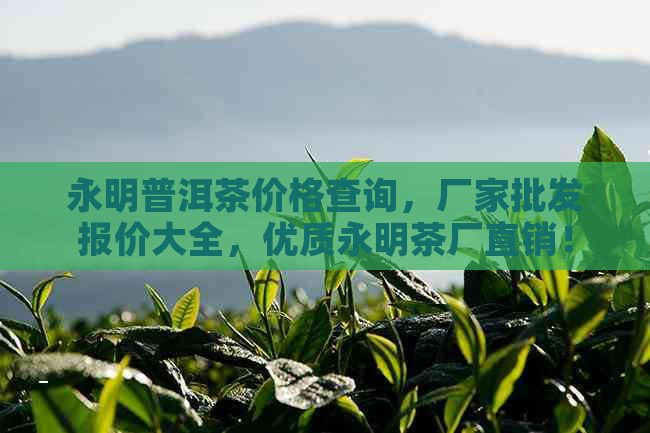 永明普洱茶价格查询，厂家批发报价大全，优质永明茶厂直销！