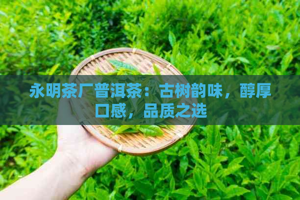 永明茶厂普洱茶：古树韵味，醇厚口感，品质之选