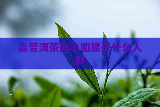 卖普洱茶的小     是什么人群