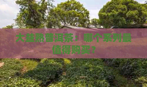 大益熟普洱茶：哪个系列最值得购买？