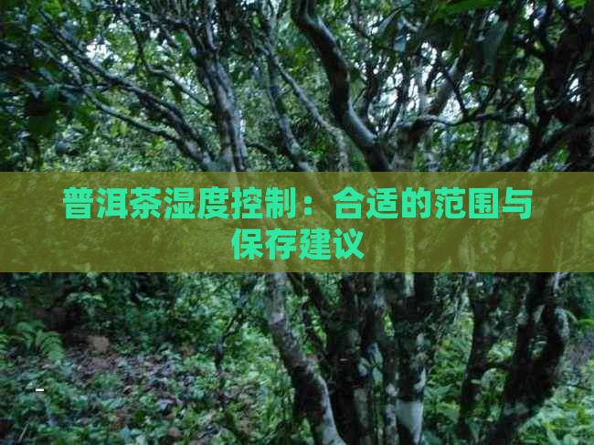 普洱茶湿度控制：合适的范围与保存建议