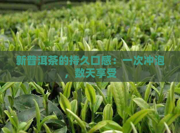 新普洱茶的持久口感：一次冲泡，数天享受