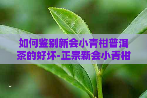 如何鉴别新会小青柑普洱茶的好坏-正宗新会小青柑普洱茶