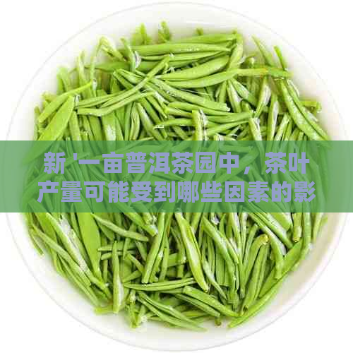 新 '一亩普洱茶园中，茶叶产量可能受到哪些因素的影响？'