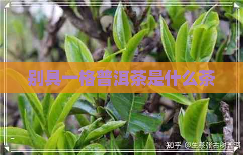 别具一格普洱茶是什么茶