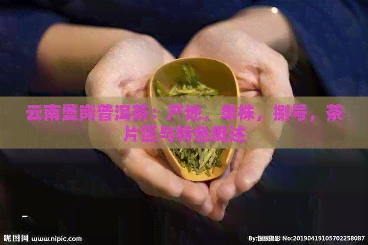 云南曼岗普洱茶：产地，单株，捌号，茶片区与特色概述