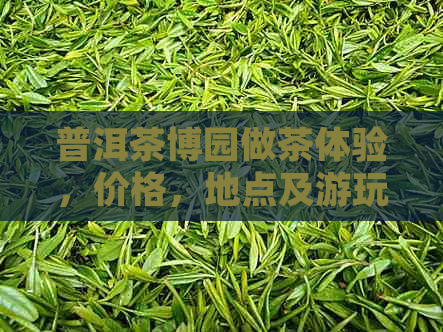 普洱茶博园做茶体验，价格，地点及游玩时长全方位解析