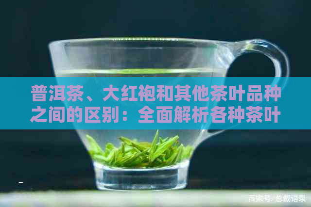 普洱茶、大红袍和其他茶叶品种之间的区别：全面解析各种茶叶的特点与区别