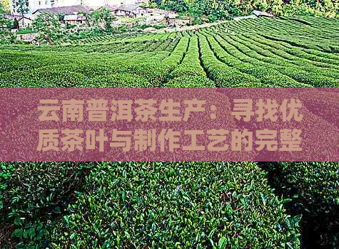 云南普洱茶生产：寻找优质茶叶与制作工艺的完整指南