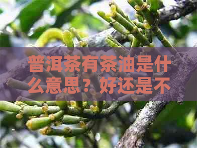 普洱茶有茶油是什么意思？好还是不好？茶油是怎么回事？普洱茶油点是什么？