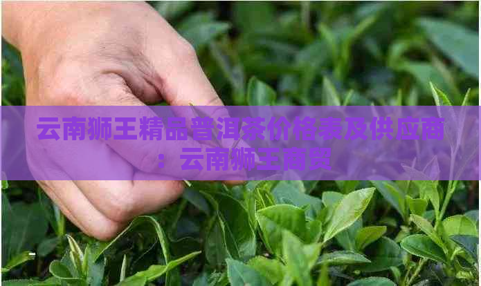 云南狮王精品普洱茶价格表及供应商：云南狮王商贸