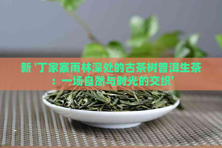 新 '丁家寨雨林深处的古茶树普洱生茶：一场自然与时光的交织'