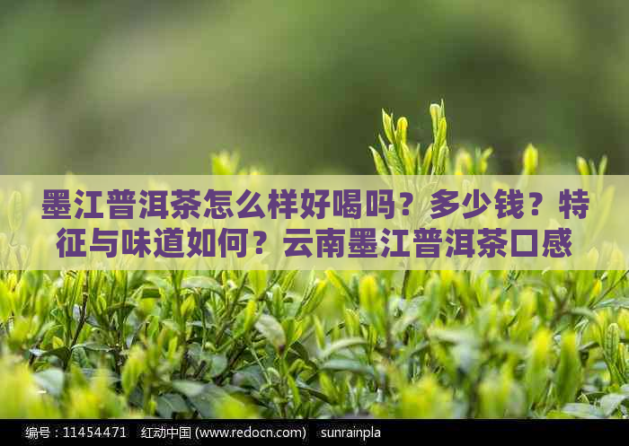 墨江普洱茶怎么样好喝吗？多少钱？特征与味道如何？云南墨江普洱茶口感体验