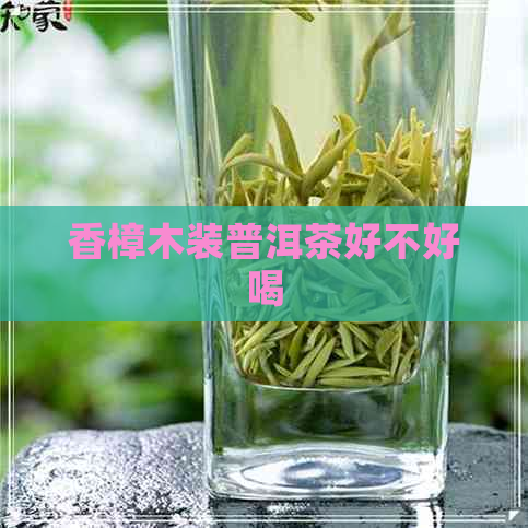 香樟木装普洱茶好不好喝