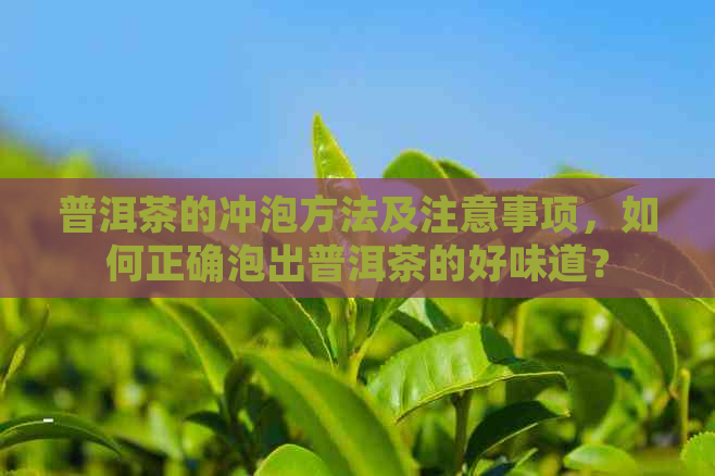 普洱茶的冲泡方法及注意事项，如何正确泡出普洱茶的好味道？