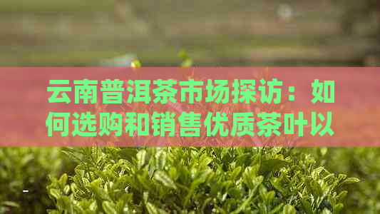 云南普洱茶市场探访：如何选购和销售优质茶叶以获取利润